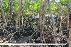 Pesquisa-Exploratoria-Serie-Espelhos-da-Baia-50