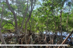 Pesquisa-Exploratoria-Serie-Espelhos-da-Baia-51