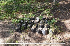 Pesquisa-Exploratoria-Serie-Espelhos-da-Baia-52