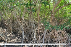 Pesquisa-Exploratoria-Serie-Espelhos-da-Baia-54