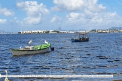 Pesquisa-Exploratoria-Serie-Espelhos-da-Baia-58