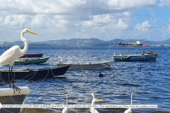 Pesquisa-Exploratoria-Serie-Espelhos-da-Baia-59